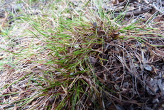 Schoenus maschalinus