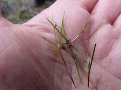 Schoenus maschalinus