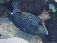 Cantherhines pardalis