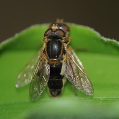 Anasimyia bilinearis