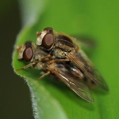 Anasimyia bilinearis