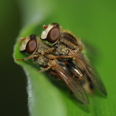 Anasimyia bilinearis