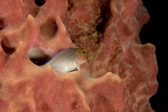 Ophioblennius macclurei