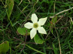 Jaborosa runcinata