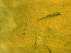 Characidae