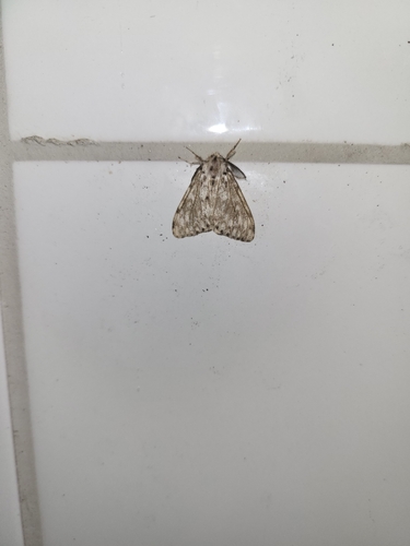 Black Arches