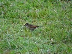 Cinclodes comechingonus