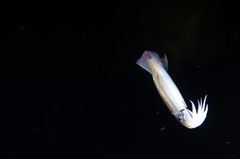 アカイカ