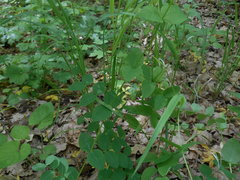 Vicia pisiformis