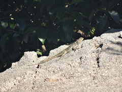 Tropidurus spinulosus