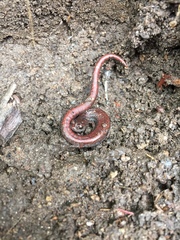 Batrachoseps major major