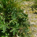 Pale Lady's Mantle - Photo (c) Rico Kaufmann, some rights reserved (CC BY-NC), uploaded by Rico Kaufmann