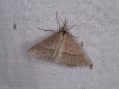 Epidesmia hypenaria
