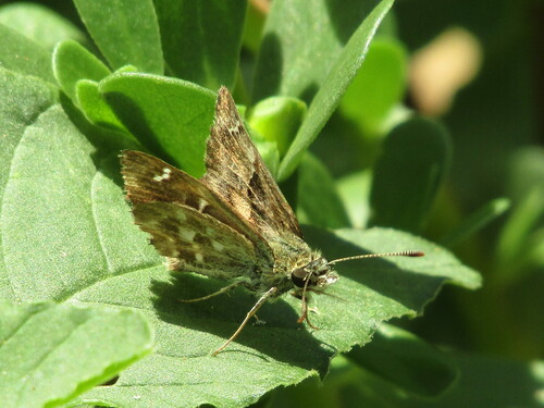 Mallow Skipper photo 4