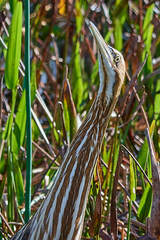 Botaurus lentiginosus image