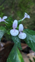 Dicliptera japonica