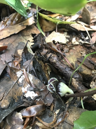 Asarum hexalobum iNat (1)