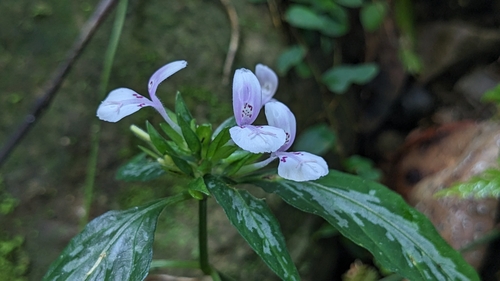 Dicliptera japonica, photograph 1