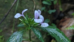 Dicliptera japonica, photograph Cheng-Te Hsu, CC BY, iNaturalist via GBIF