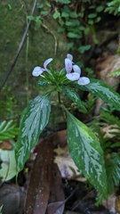 Dicliptera japonica, photograph Cheng-Te Hsu, CC BY, iNaturalist via GBIF