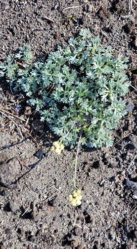 Image of Artemisia glomerata by (c) Pavel Smirnov, some rights reserved (CC BY)