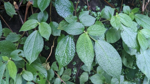Boehmeria pilosiuscula (Boehmeria pilosiuscula)