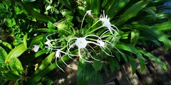 Hymenocallis littoralis
