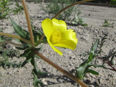 Mentzelia jonesii