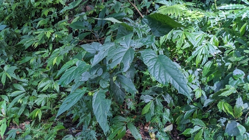 Image of Begonia longifolia by (c) Cheng-Te Hsu, some rights reserved (CC BY)