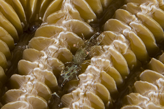 Periclimenes rathbunae