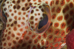 Ancylomenes pedersoni