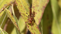 Polistes arizonensis