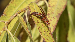 Polistes arizonensis