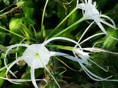 Hymenocallis littoralis