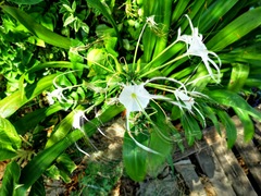Hymenocallis littoralis