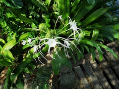 Hymenocallis littoralis
