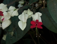 Clerodendrum thomsoniae