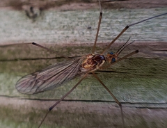 Nephrotoma suturalis