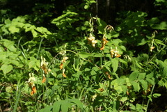 Lathyrus gmelinii