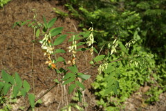 Lathyrus gmelinii