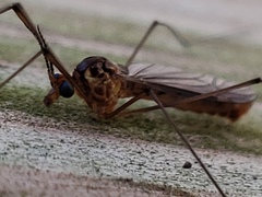 Nephrotoma suturalis