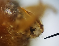 Nephrotoma suturalis