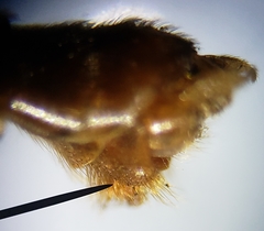 Nephrotoma suturalis