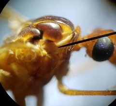 Nephrotoma suturalis