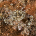 Delicate Swimming Crab - Photo (c) terence zahner, some rights reserved (CC BY-NC), uploaded by terence zahner