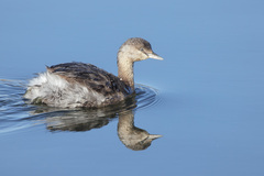 Hoary-Headed Grebe photo 3