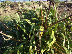 Phormium