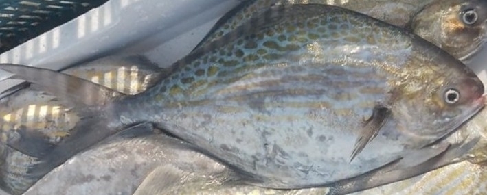 Blauwe botervis (Stromateus fiatola) — Stromateidae