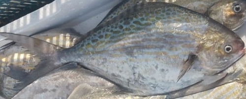 Blue butterfish (Stromateus fiatola) — Stromateidae