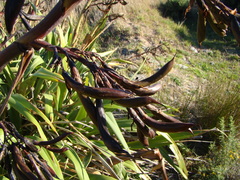 Phormium
